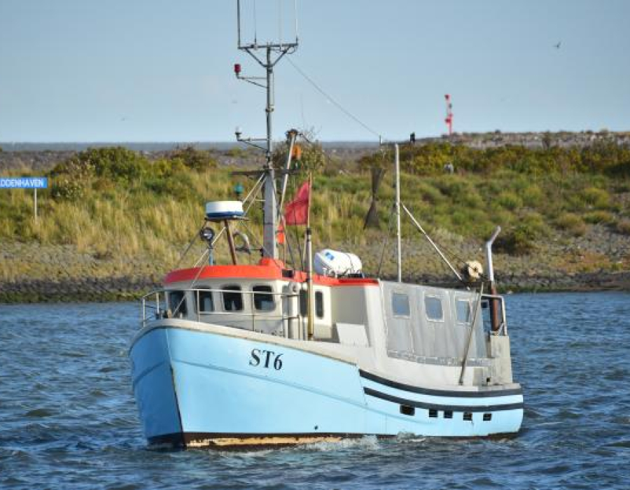kirstenii.jpg